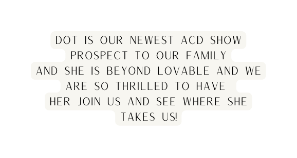 Dot is our newest ACD show prospect to our family and she is beyond lovable and we are so thrilled to have her join us and see where she takes us