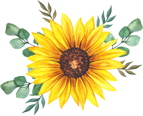 Illustration of Sunflower