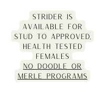 Strider is available for stud to approved health tested females no doodle or merle programs