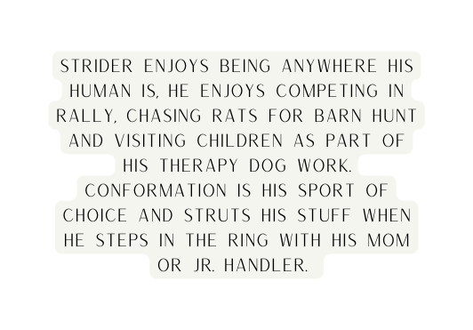 strider enjoys being anywhere his human is he enjoys competing in rally chasing rats for barn hunt and visiting children as part of his therapy dog work conformation is his sport of choice and struts his stuff when he steps in the ring with his mom or jr handler