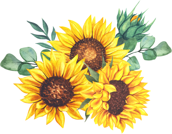 Illustration of Sunflowers