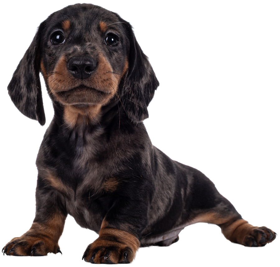 Dachshund Puppy Illustration